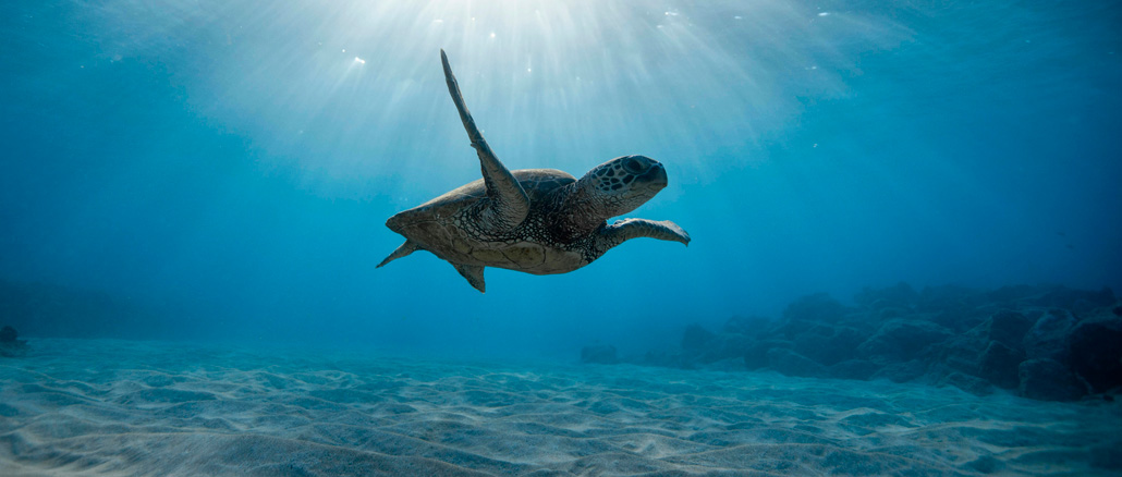 Dia Mundial dos Oceanos